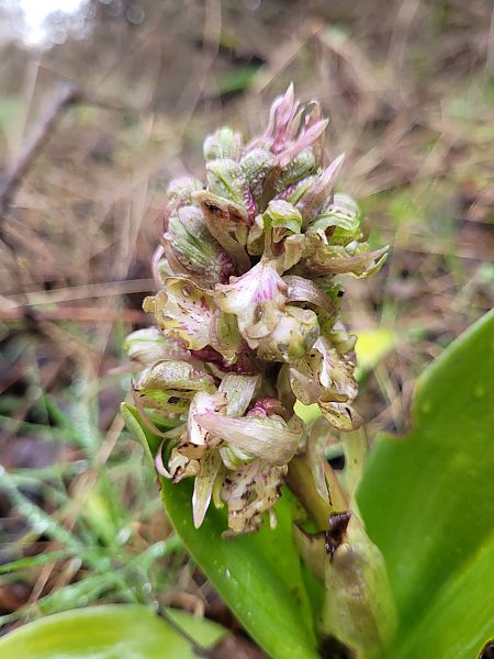 Himantoglossum robertianum  - Jean Andrieux Argirakis