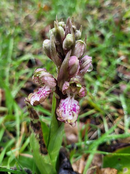 Himantoglossum robertianum  - Jean Andrieux Argirakis
