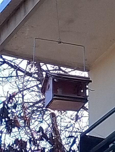 Tortora dal collare  - Gabriele Papale