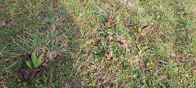 Himantoglossum robertianum  - Marc et M-Joëlle Silvestre