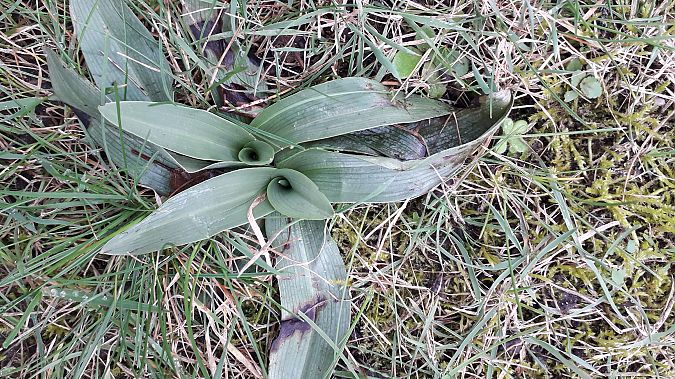 Ophrys apifera  - André Chevalier