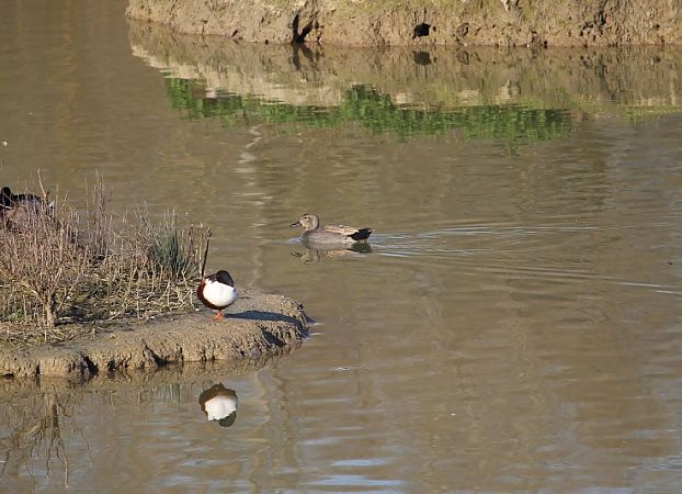 Canapiglia  - Leonardo Orefice