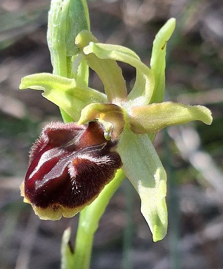 Ophrys massiliensis 