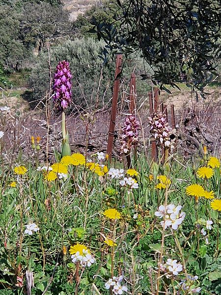Himantoglossum robertianum  - Georges Olioso