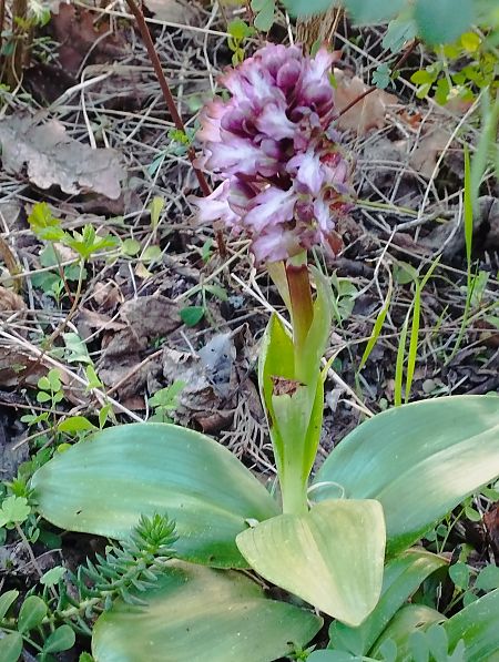 Himantoglossum robertianum  - Gérard Joseph