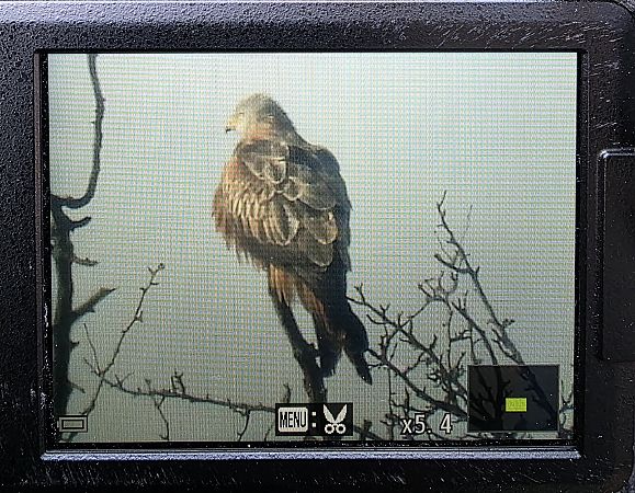 kania ruda  - Robert Locman