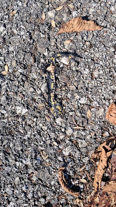 Salamandra pezzata  - Marta Villa