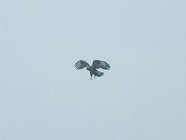 myszołów włochaty  - Ewa Nalepa