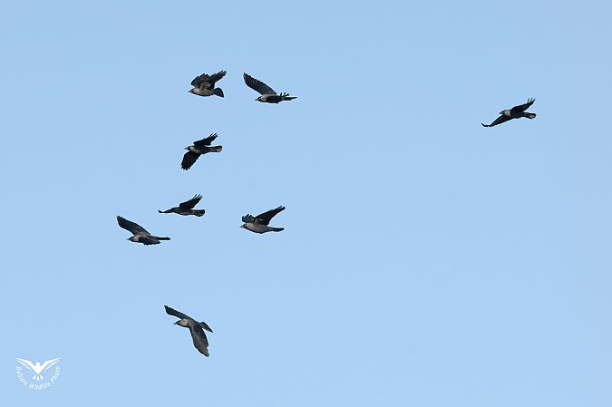 Taccola  - Rubino Pa No