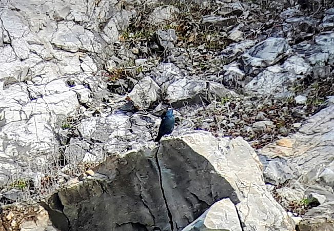 Monticole bleu  - Lino Lipparini