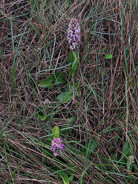 Himantoglossum robertianum  - Oriol Clarabuch