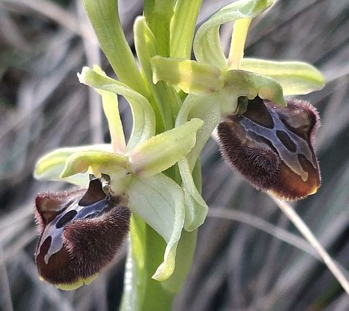 Ophrys massiliensis 