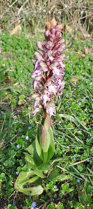 Himantoglossum robertianum  - Marc et M-Joëlle Silvestre