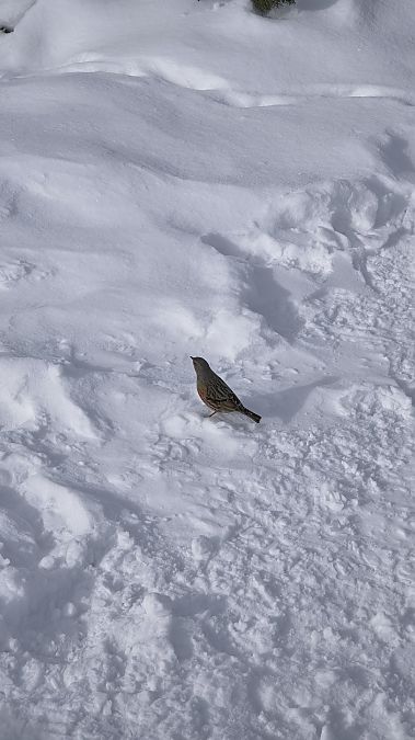 płochacz halny  - Mateusz Mazurczak