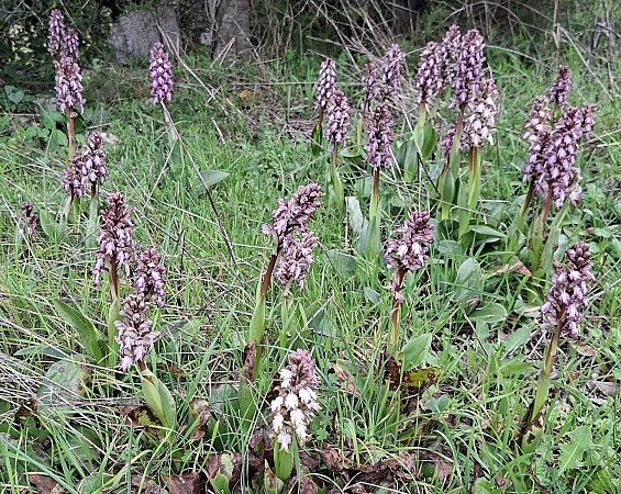 Himantoglossum robertianum 