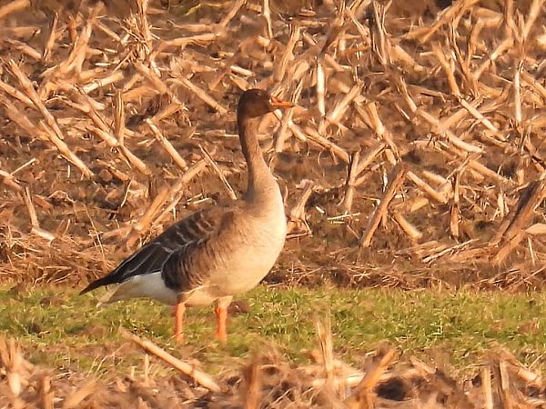 gęś zbożowa  - Kacper Mikulski