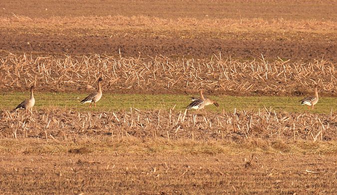 Oie de la taïga  - Kacper Mikulski
