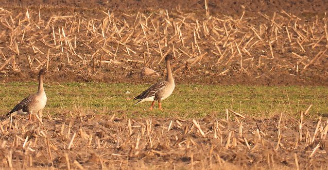 Taiga Bean Goose  - Kacper Mikulski