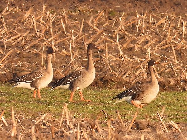 Oie de la taïga  - Kacper Mikulski