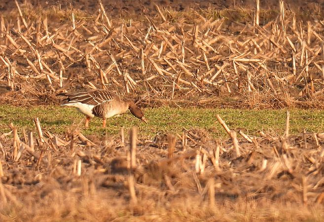 Oie de la taïga  - Kacper Mikulski