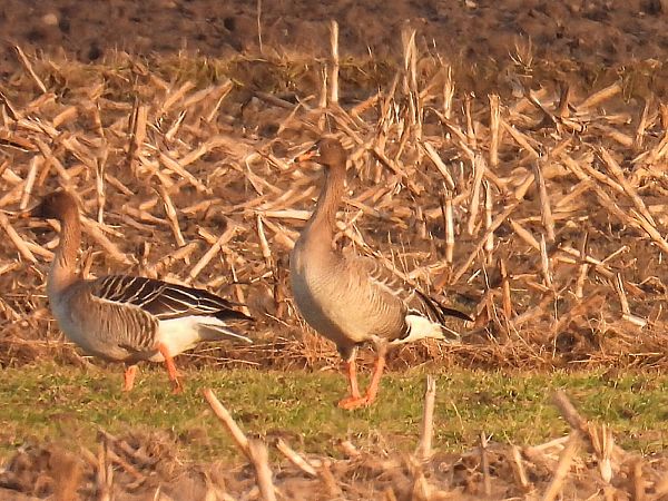 Taiga Bean Goose  - Kacper Mikulski