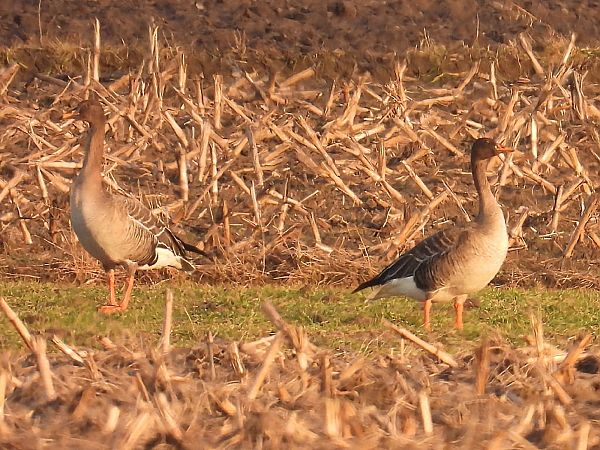 Oie de la taïga  - Kacper Mikulski