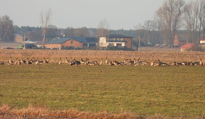 Waldsaatgans  - Kacper Mikulski