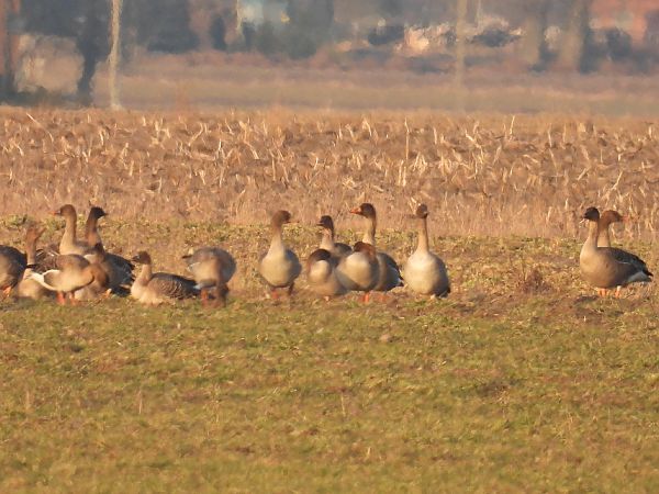 gęś zbożowa  - Kacper Mikulski