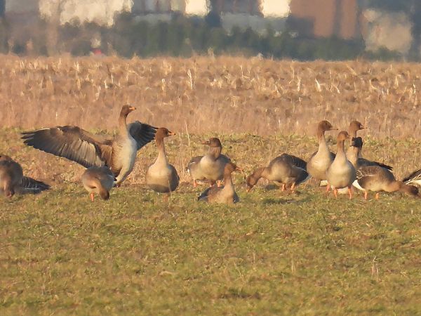 gęś zbożowa  - Kacper Mikulski