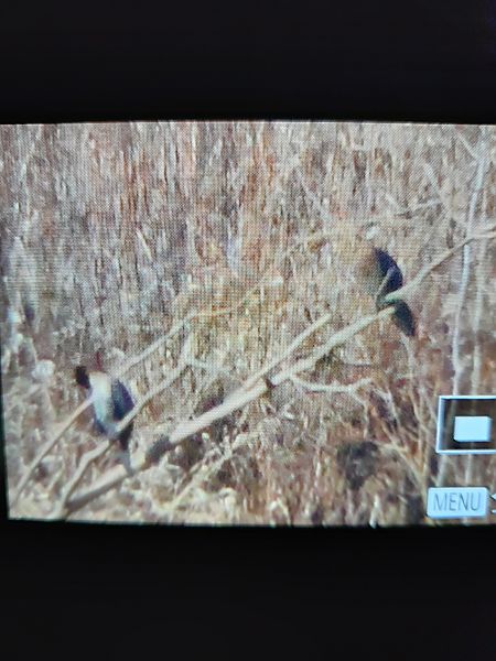 Zwergscharbe  - Dariusz Piechota