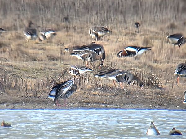 Bernache à cou roux 