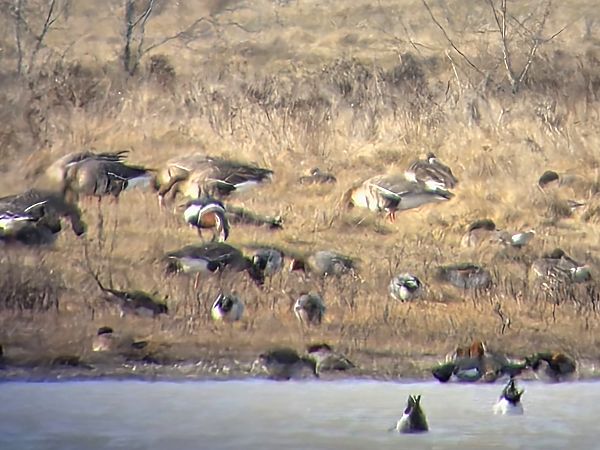 Bernache à cou roux 