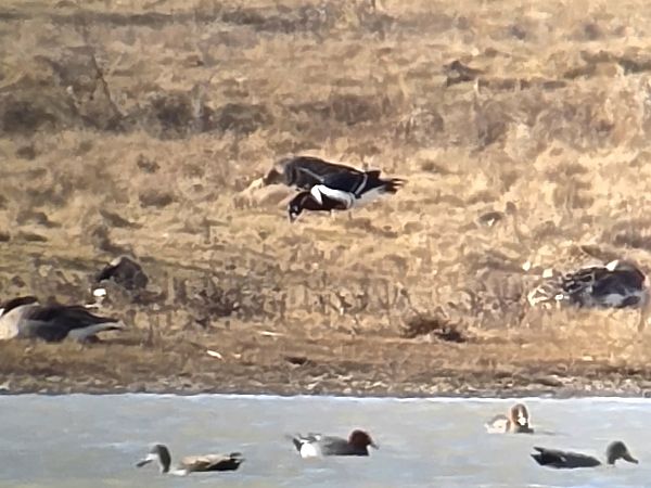 Bernache à cou roux 