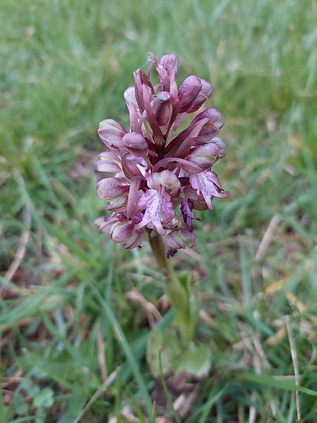 Himantoglossum robertianum  - Bernard Sonnerat