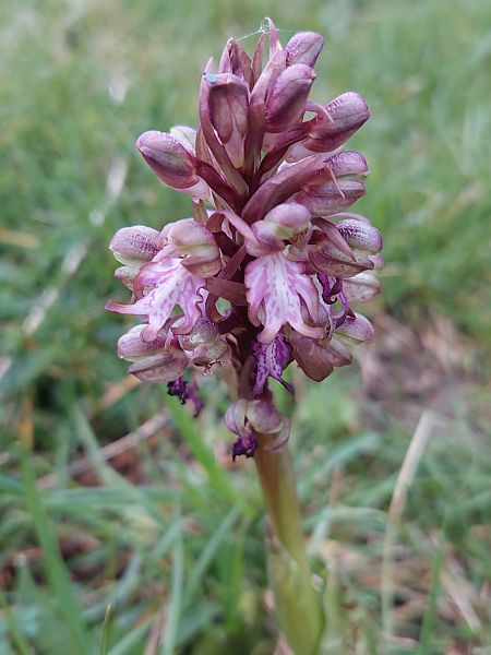 Himantoglossum robertianum  - Bernard Sonnerat