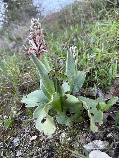 Himantoglossum robertianum  - Pep Sole