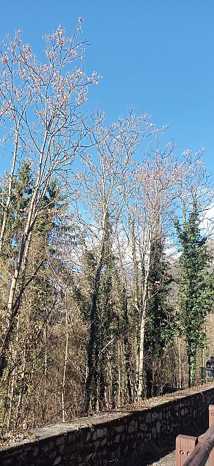 Ailanthus altissima  - Ornella Sclauzero Cfr (FVG)