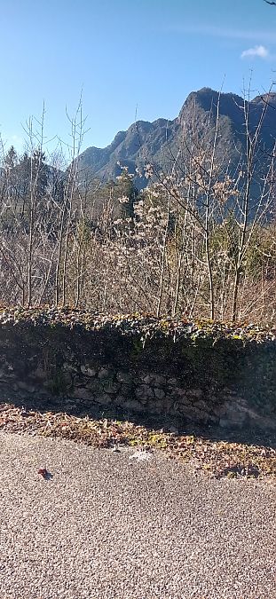 Ailanthus altissima  - Ornella Sclauzero Cfr (FVG)