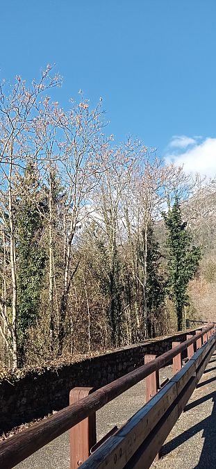 Ailanthus altissima  - Ornella Sclauzero Cfr (FVG)