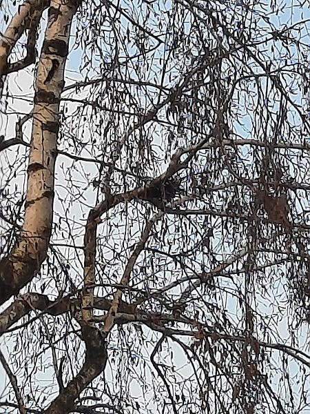 Tortora dal collare  - Bassano Riboni