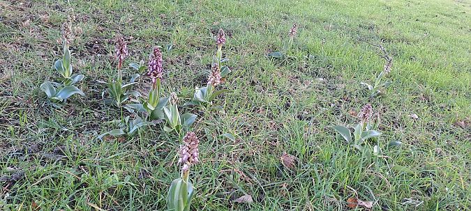 Himantoglossum robertianum  - Marc et M-Joëlle Silvestre