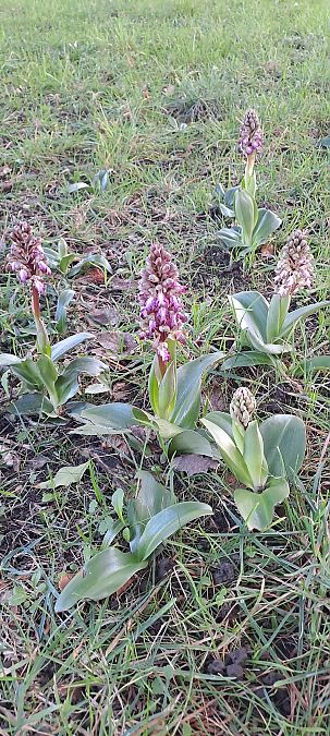 Himantoglossum robertianum  - Marc et M-Joëlle Silvestre