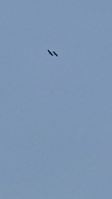 bielik  - Anna Kamilewicz-Wicik