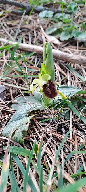 Ophrys exaltata subsp. marzuola  - Marc et M-Joëlle Silvestre