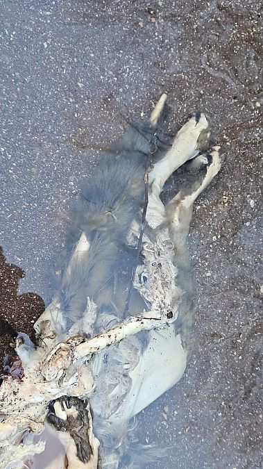 Gato montés  - Ruben Llados Gomez