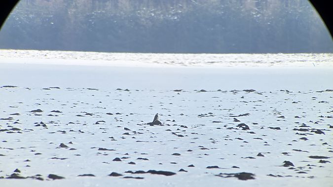 sokół wędrowny  - Przemysław Stachyra