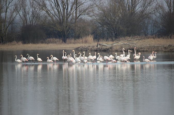 Fenicottero  - Leonardo Orefice