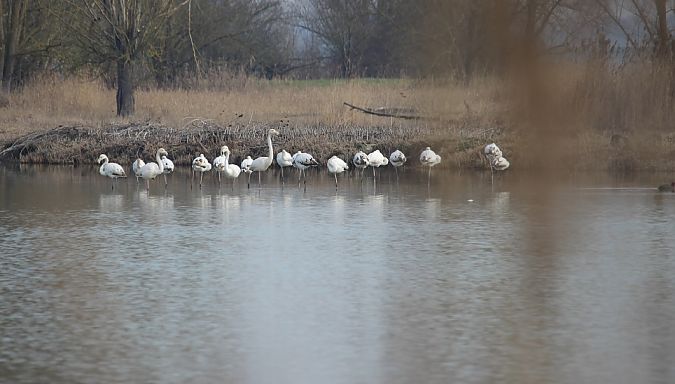 Fenicottero  - Leonardo Orefice