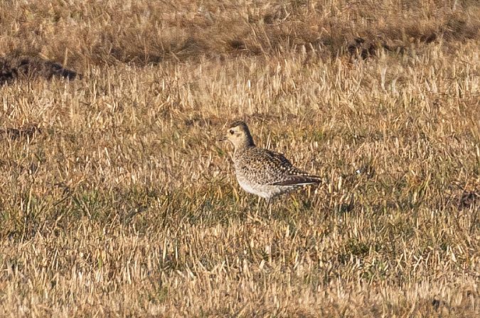 Pluvier doré  - Viehböck Helga