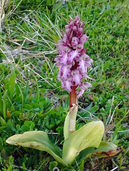 Himantoglossum robertianum  - Gérard Joseph